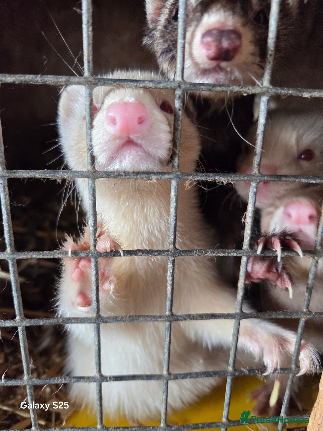 Ferret rodents for sale: 9 Ferrets for sale - Image 2