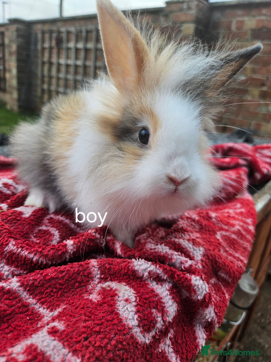 Lionhead rabbits for sale: Beautiful baby lion head bunnies  - Image 5