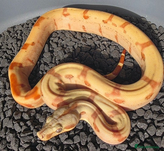 Boa Snake reptiles Male VPI Sunglow het Blood & Male 2025 VPI sunglow - Advert 1
