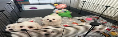 Bichon Frise Puppy 2