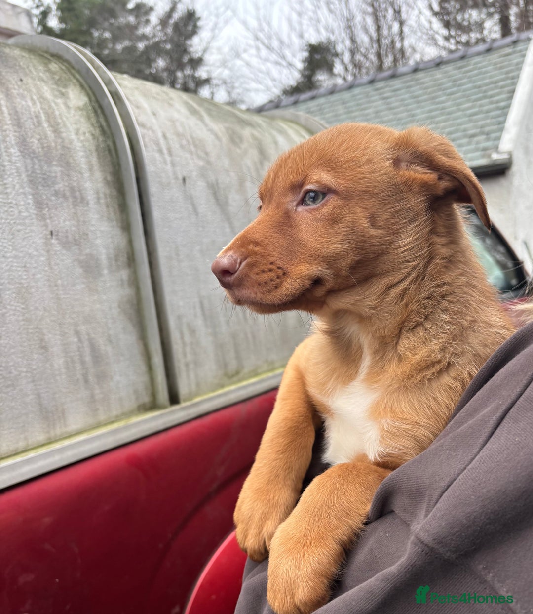 Welsh Collie dogs for sale: Welsh Sheepdogs  - Advert 4