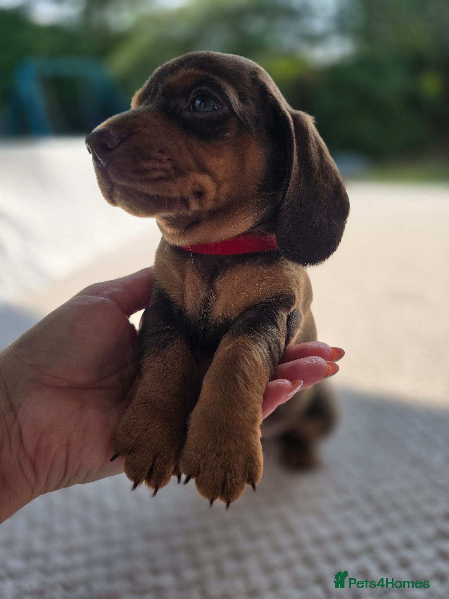 Dachshund dogs Beautiful Standard DashshundsReady Now 🏡❤️  - Advert 2