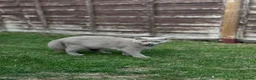 British Shorthair cats for sale: Lilac BSH boy and girl  - Advert 9