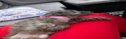 Cockapoo dogs for sale: Stunning Cockapoo puppies  - Advert 17