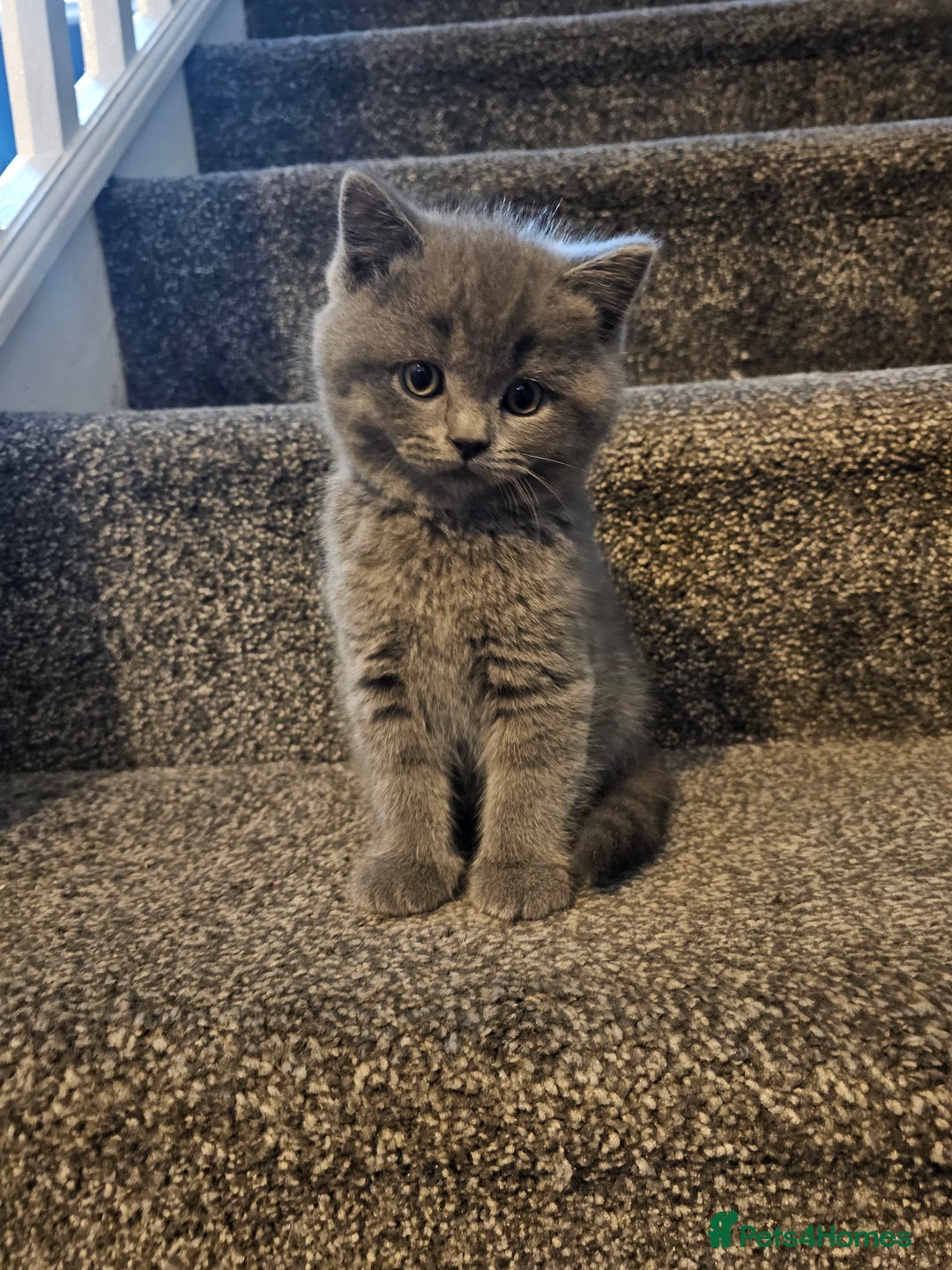 British Shorthair cats for sale: British shorthair kittens for sale.  - Image 5