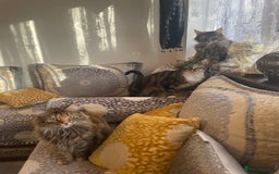 British Shorthair cats for sale: Two Beautiful Loving Male Cats  - Advert 8