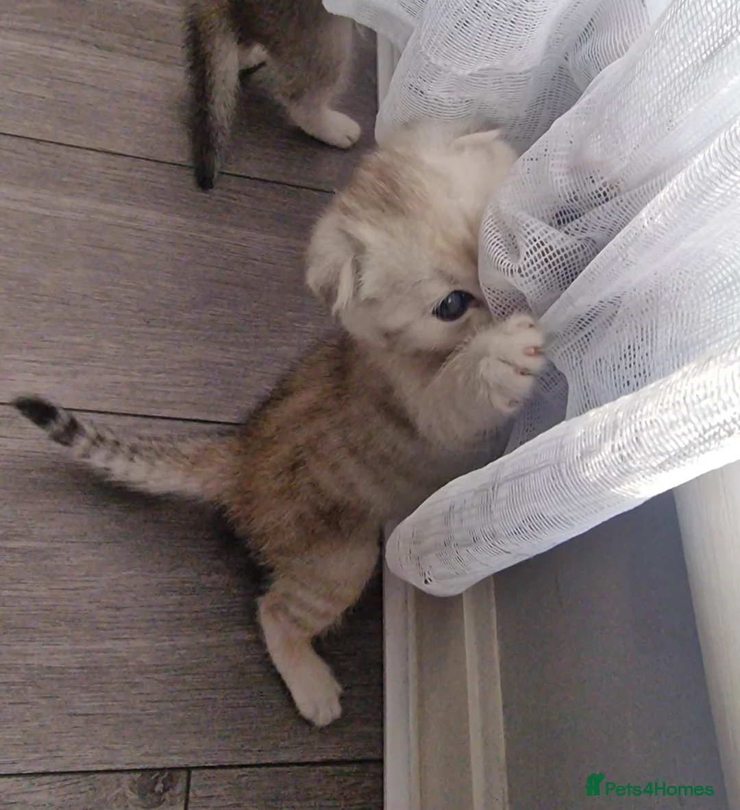 Scottish Fold cats for sale: Adorable Scottish Fold & Straight Kittens - Advert 2