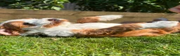 Sproodle dogs for sale: Sproodle f1b  - Advert 7