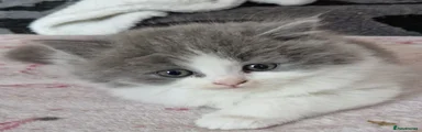 British Shorthair 2