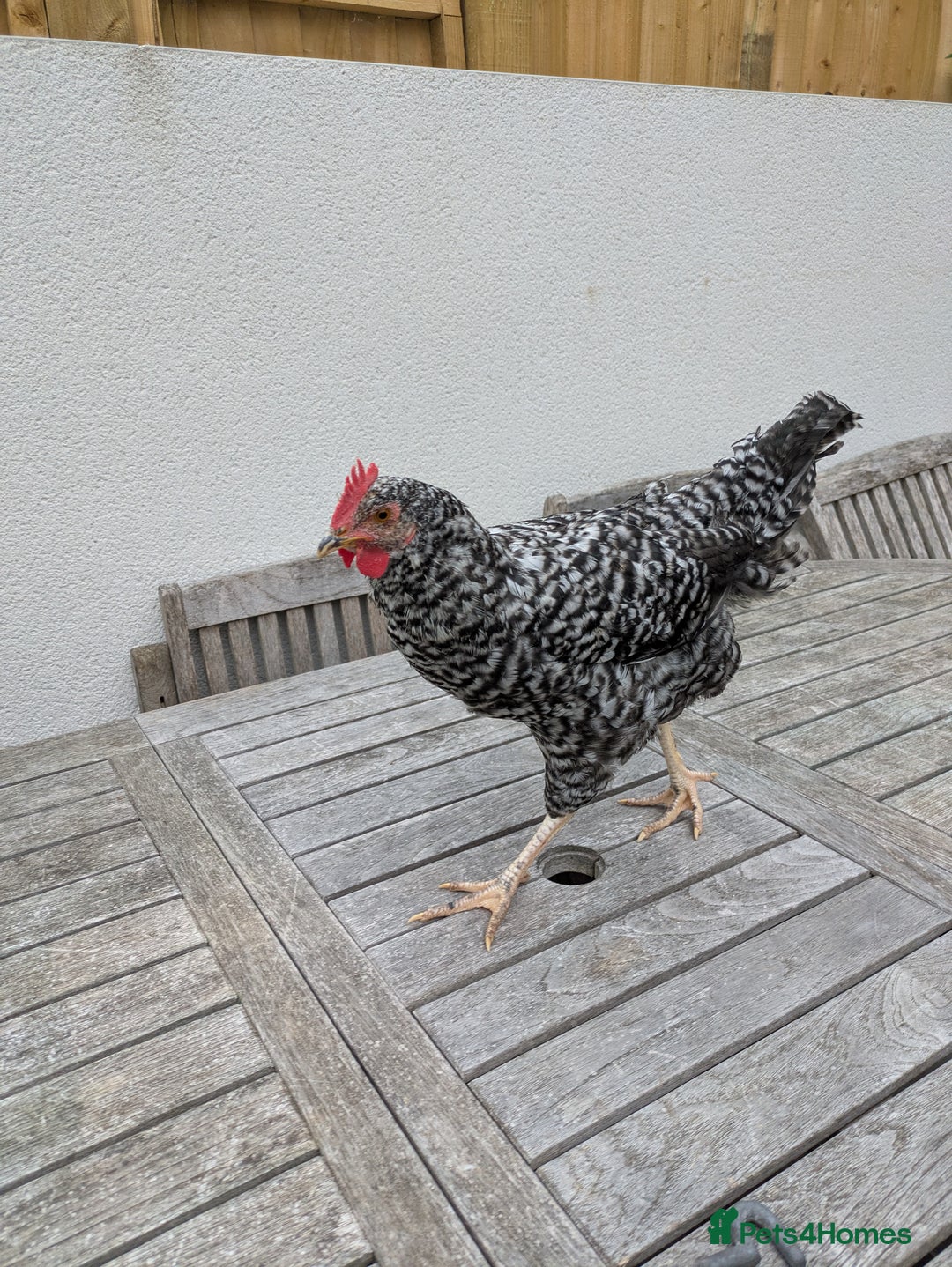 Chickens poultry for sale: 3 x Cockerels  - Image 2