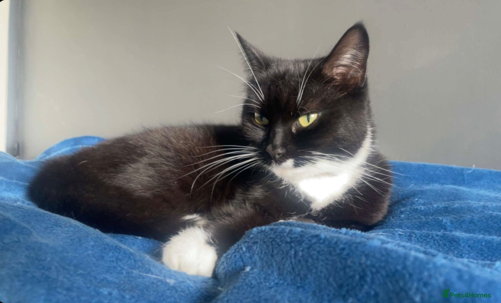 Mixed Breed cats  we’re looking to rehome our loving cat  - Advert 1