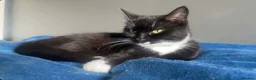 Mixed Breed cats for sale:  we’re looking to rehome our loving cat  - Advert 1