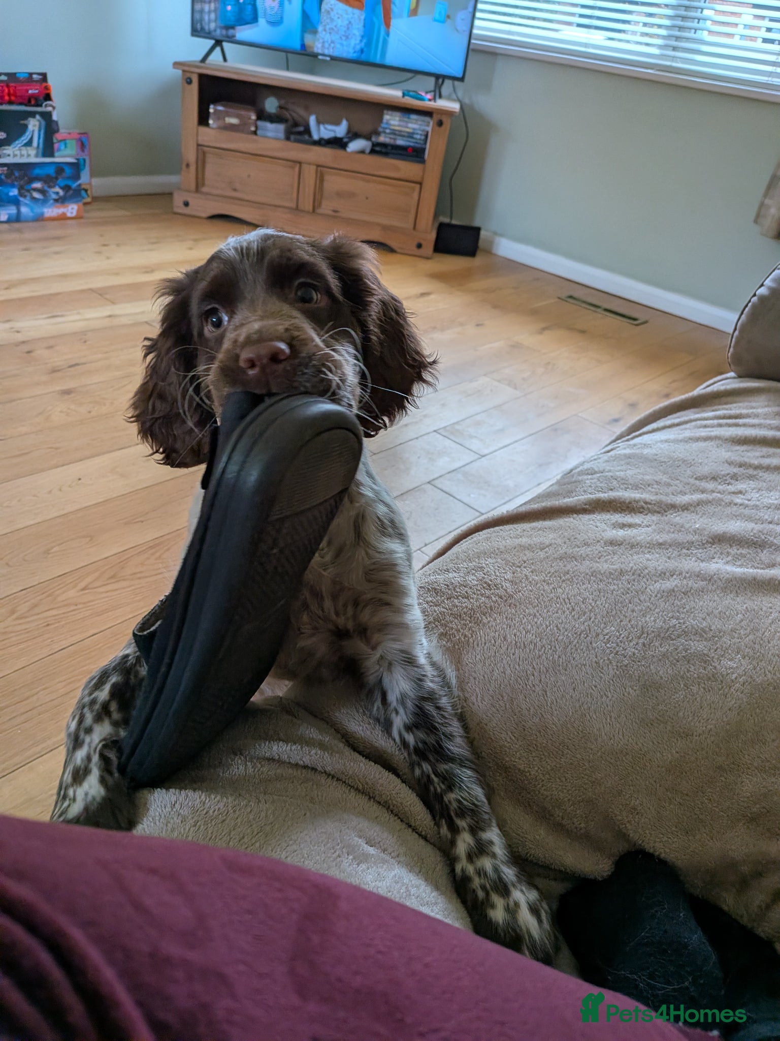 Sprocker dogs 1 female sprocker 3 months old  - Advert 1