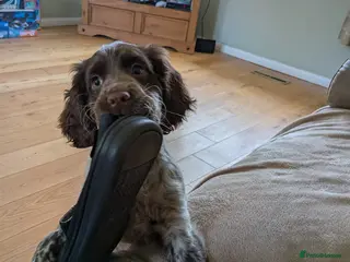 Sprocker dogs 1 female sprocker 3 months old - Advert 1