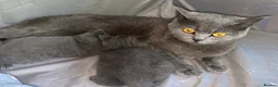 British Shorthair cats for sale: Beautiful British Shorthair Kittens  - Advert 14