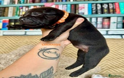 Staffordshire Bull Terrier dogs for sale: Pedigree Staffordshire Bull Terrier Puppies - Image 16