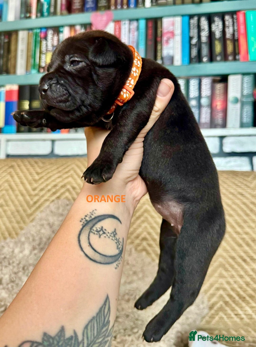 Staffordshire Bull Terrier dogs for sale: Pedigree Staffordshire Bull Terrier Puppies - Image 16