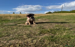 Labradoodle dogs for sale: Beautiful 6 month old - Image 3