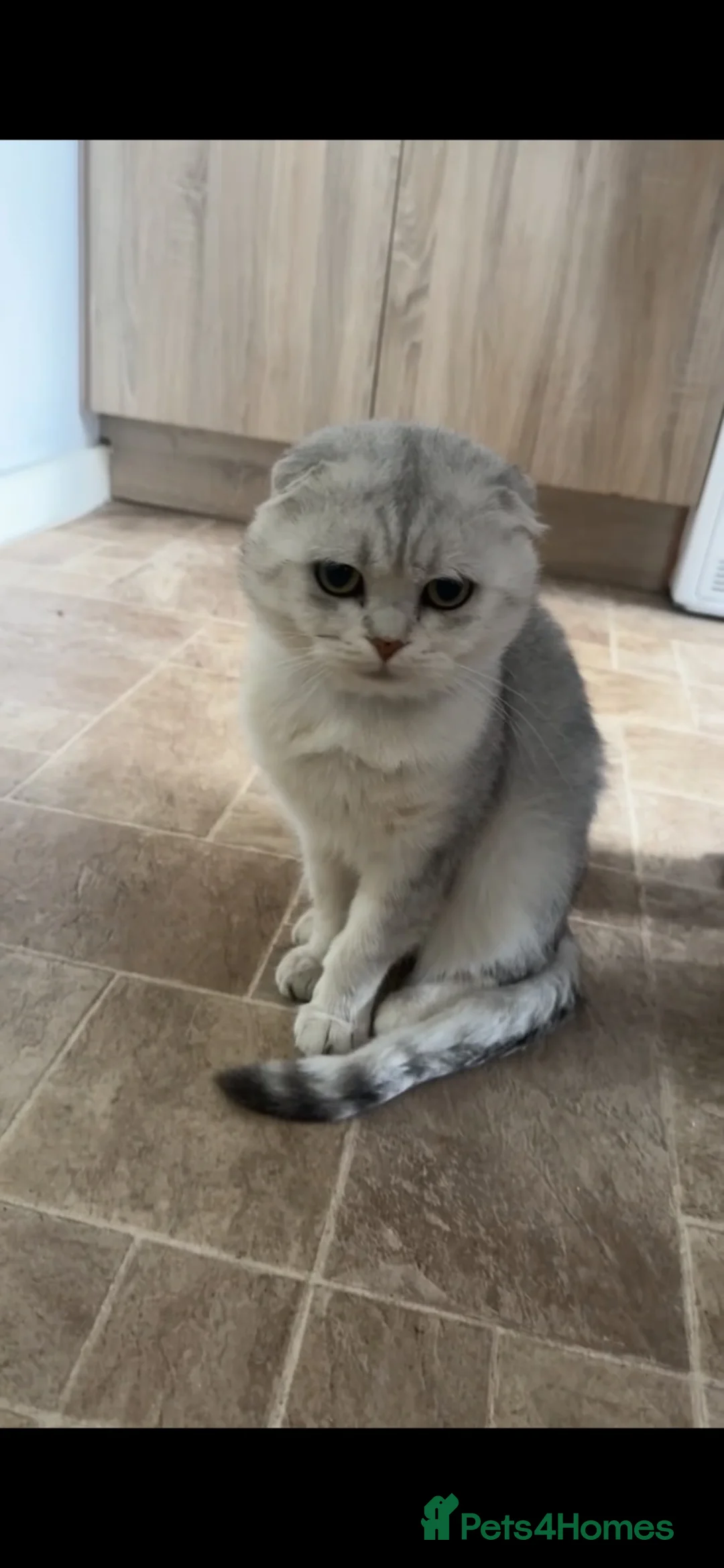 Scottish Fold cats for sale: TICA REGISTERED SCOTTISH FOLD MALE  - Advert 2