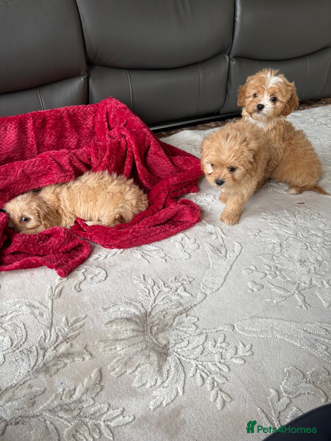 Cavapoo dogs for sale: Beautiful cavapoos ready now - Advert 17