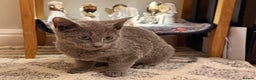 Russian Blue cats for sale: Pure Russian Blue Boy❄️ - Advert 9