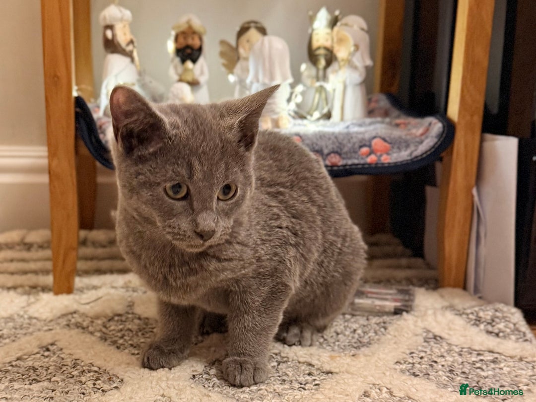 Russian Blue cats for sale: Pure Russian Blue Boy❄️ - Advert 9