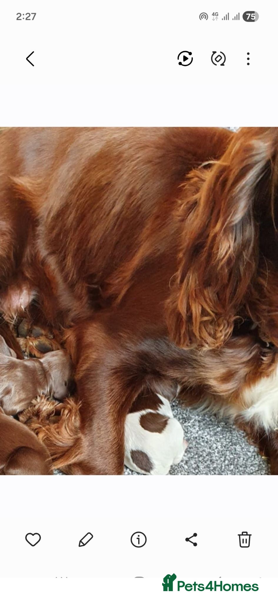 English Springer Spaniel dogs LeeLee - Advert 7