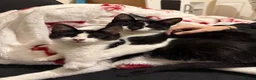 Mixed Breed cats for sale: Bambi & meanie  in Gloucester - Advert 4
