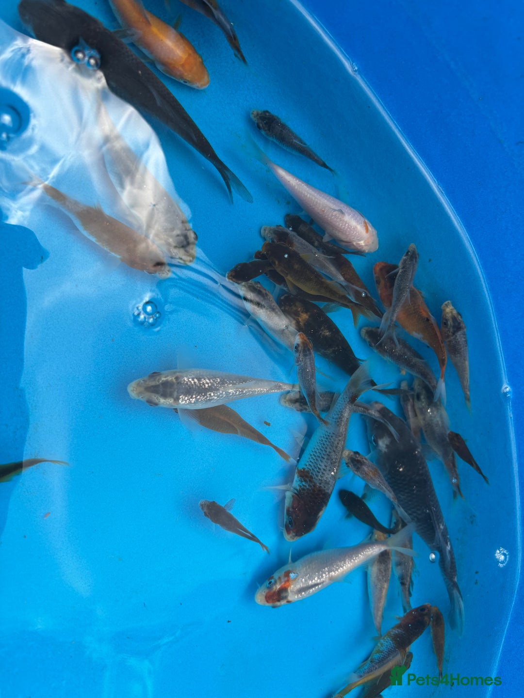 Koi Carp fish for sale: 70 Koi carp, 1-4”, showa, goshiki, kohaku, ogon - Image 14