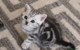 British Shorthair cats for sale: GCCF British Shorthair Silver Kittens - Advert 17