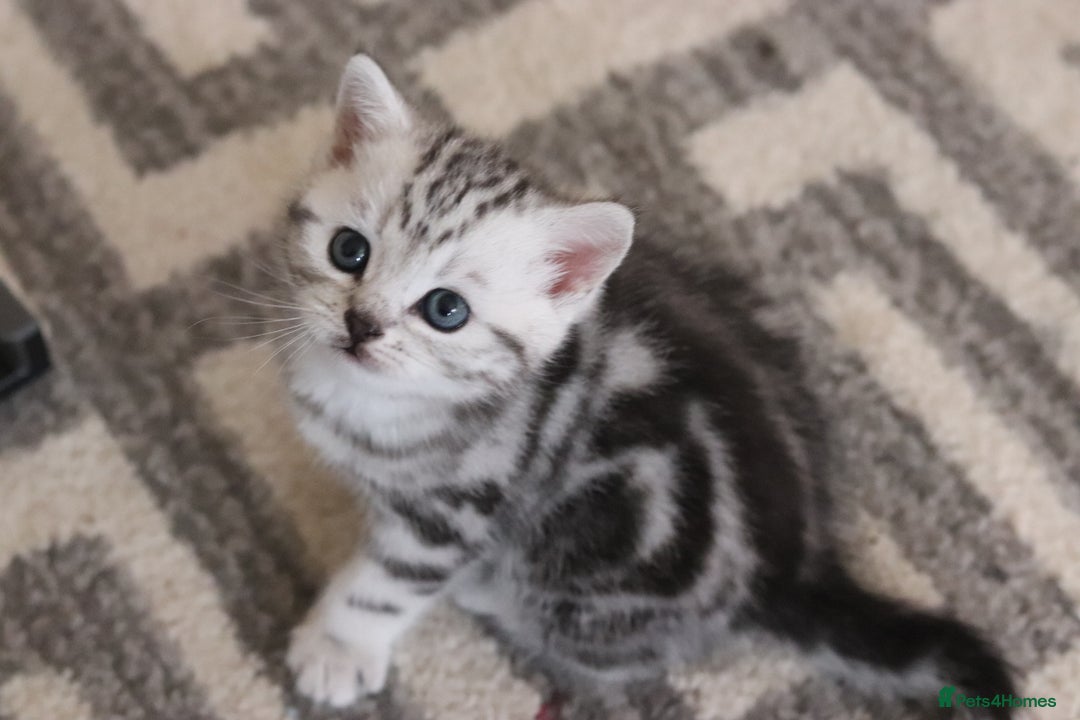 British Shorthair cats for sale: GCCF British Shorthair Silver Kittens - Advert 17