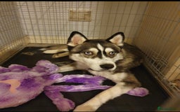 Siberian Husky dogs for sale: 5 year old husky - Image 2