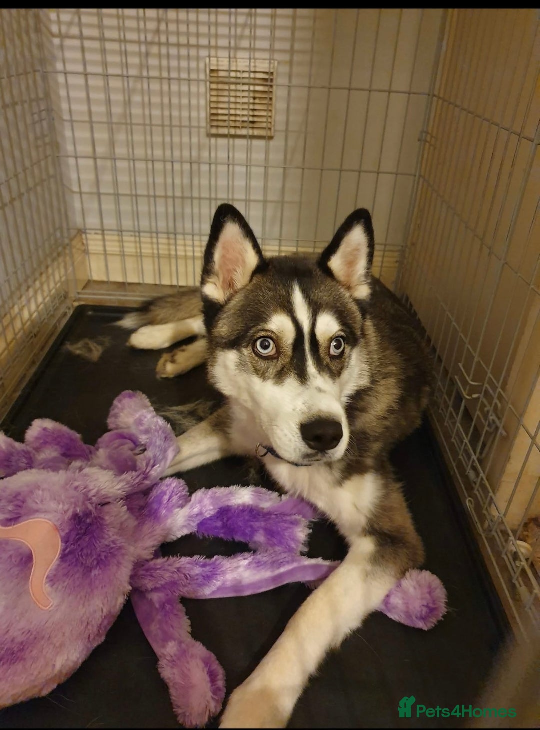 Siberian Husky dogs for sale: 5 year old husky - Image 2