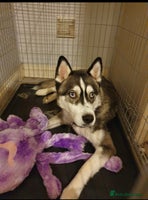 Siberian Husky dogs - Advert 1