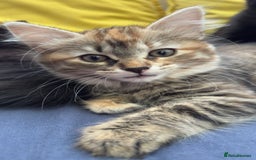 Mixed Breed cats for sale: STUNNING MULTICOLOURED KITTEN !!! - Image 4