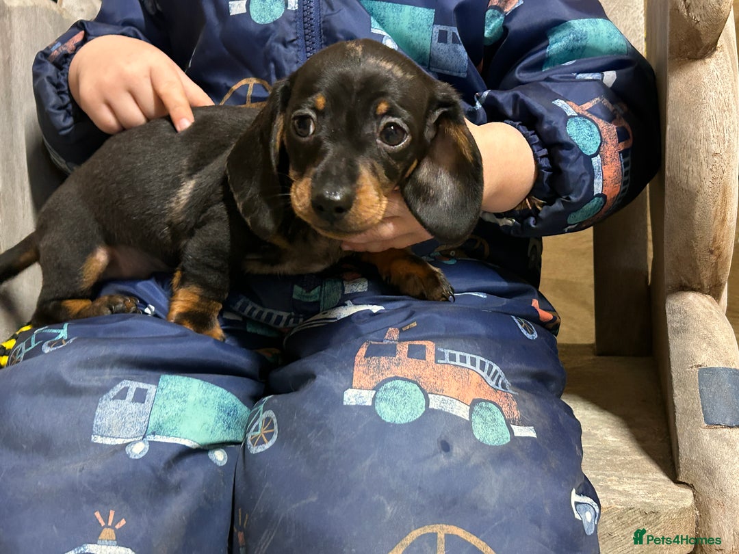 Miniature Dachshund dogs for sale: Miniature dachshunds * 3 boys left - Advert 6