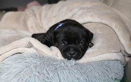 Staffordshire Bull Terrier dogs for sale: KC Reg Staff Pups Blue/Black, Champion Blood Lines - Image 15