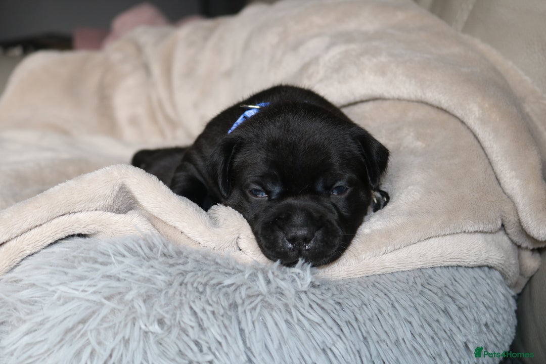 Staffordshire Bull Terrier dogs for sale: KC Reg Staff Pups Blue/Black, Champion Blood Lines - Image 15