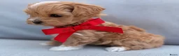 Maltipoo dogs for sale: Asian toy F1 Maltipoos - Advert 2