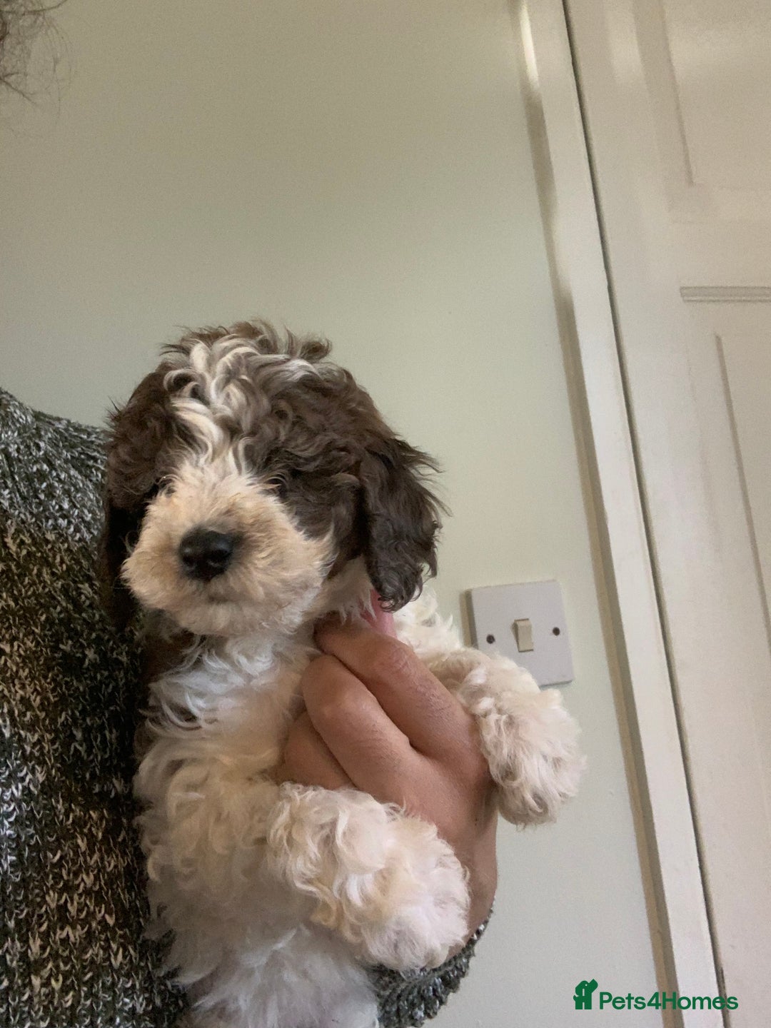 Cavapoo dogs for sale: Beautiful F2 cavapoo girls  - Advert 10
