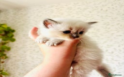 Ragdoll cats for sale: Gorgeous pedigree little babies  - Image 4
