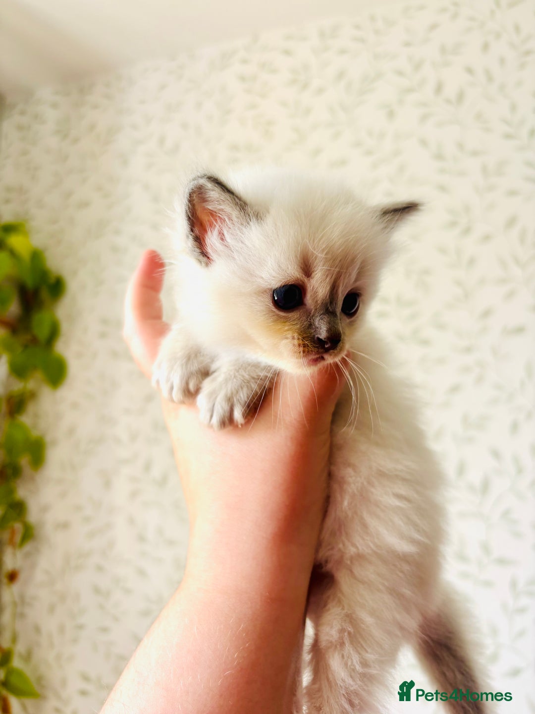 Ragdoll cats for sale: Gorgeous pedigree little babies  - Image 4