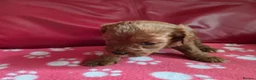 Cavapoo dogs for sale: F1 cavapoos  - Advert 7