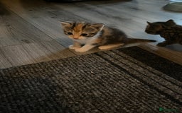 Mixed Breed cats for sale: 3 beautiful kittens looking for their forever home - Image 9