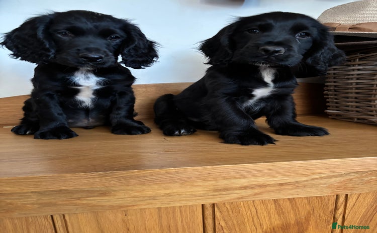 Cocker Spaniel dogs - Advert 4