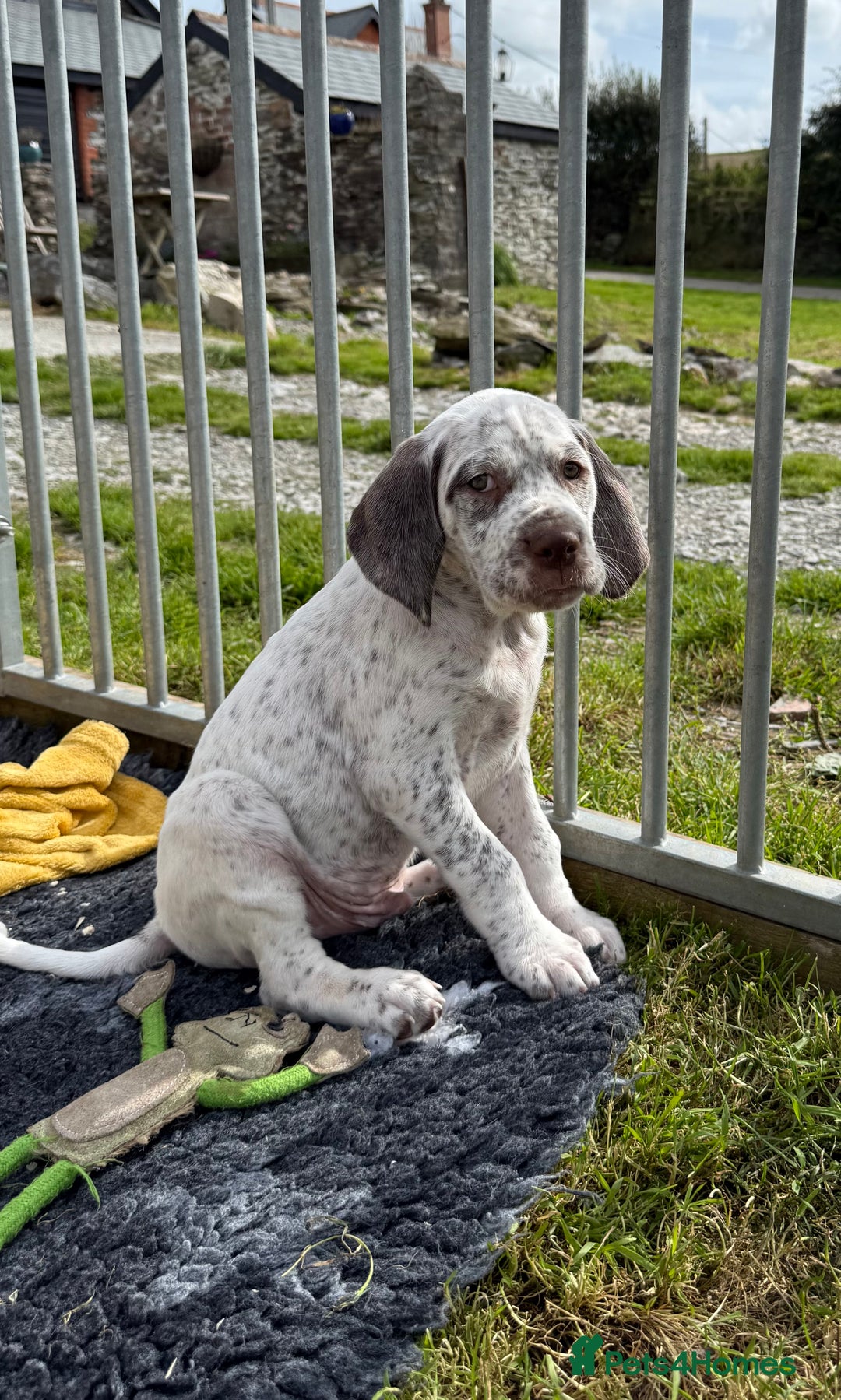 Braque du Bourbonnais dogs for sale: Braque du Bourbonnais Puppies - Image 4
