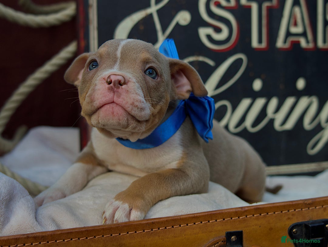 American Bully dogs for sale: Last boy left 🔥🔥🔥 - Image 9