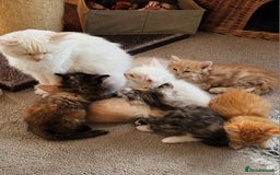 Ragdoll cats for sale: Beautiful Ragdoll Kittens  - Image 22