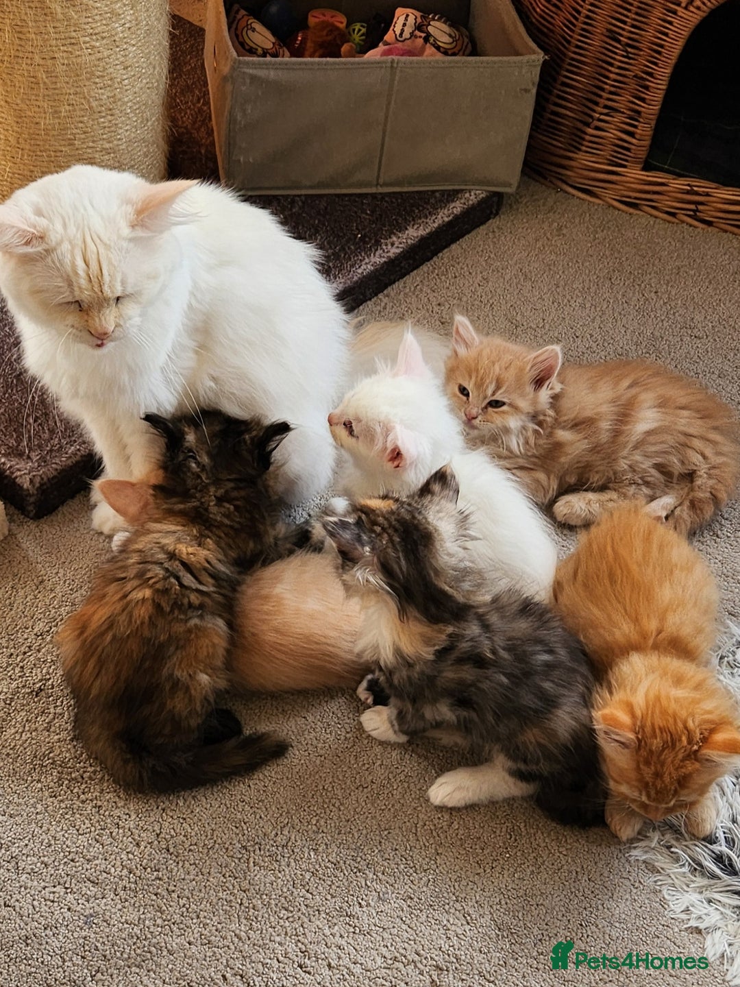 Ragdoll cats for sale: Beautiful Ragdoll Kittens  - Image 22