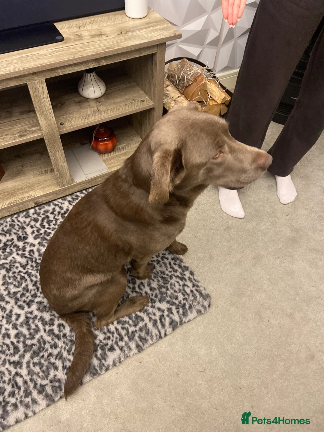 Labrador Retriever dogs for sale: Silver Labradors retrievers  - Advert 4